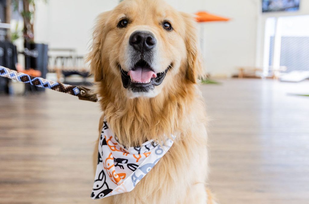 Discover the Best Dog Meetups in San Diego at The Dog Society