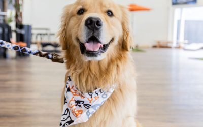 Discover the Best Dog Meetups in San Diego at The Dog Society