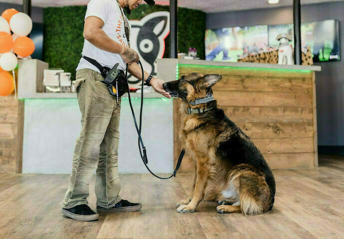 Dog Training at the Dog Society