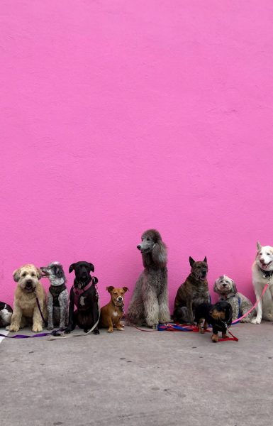 dogs at a dog daycare