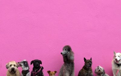 The Dog Society: Your Top Choice for Dog Daycare in San Diego
