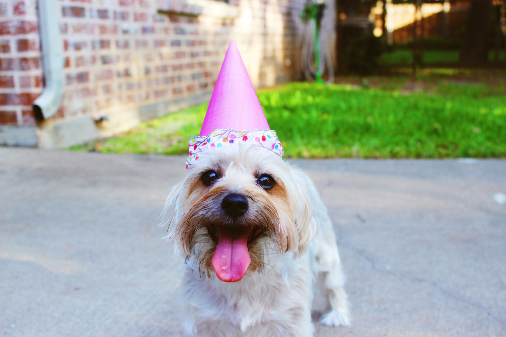 dog wearing a birthday hat