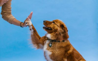 San Diego Private Dog Lessons for Pet Behavior and Obedience