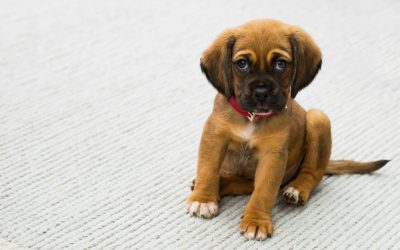 The Dog Society: Top of the Line Puppy Training in San Diego